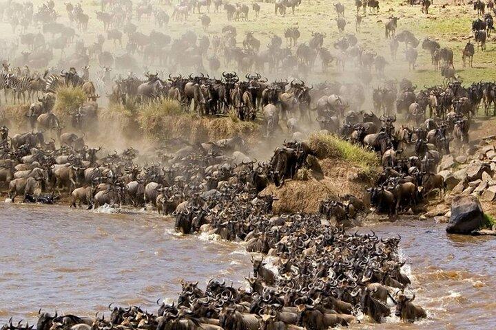 PRIVATE Wildebeest Calving Safari, Tanzania, January to March