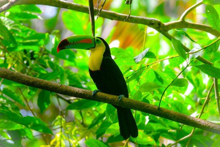 Hike Adventure in Cahuita National Park
