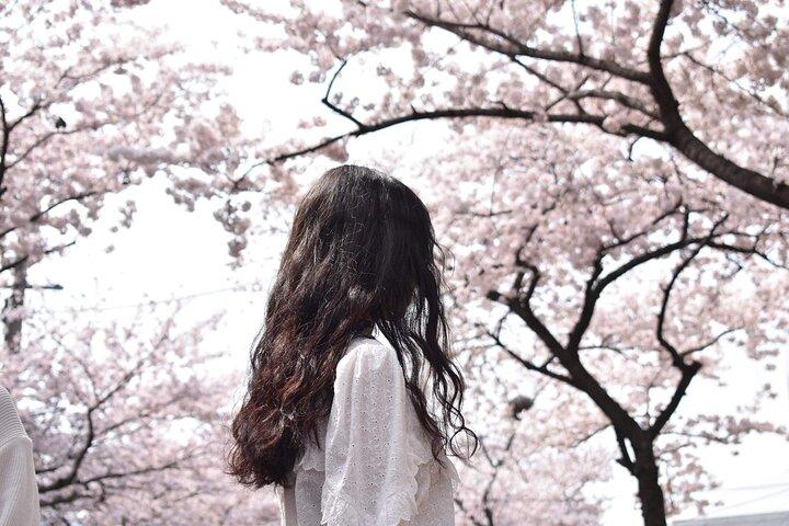 (Hotel Pickup Small Vip) Cherry Blossom East Tour Jeju UNESCO