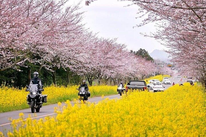 (Hotel Pickup Small Vip) Cherry Blossom East Tour Jeju UNESCO