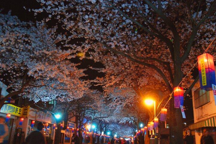 (Hotel Pickup Small Vip) Cherry Blossom East Tour Jeju UNESCO