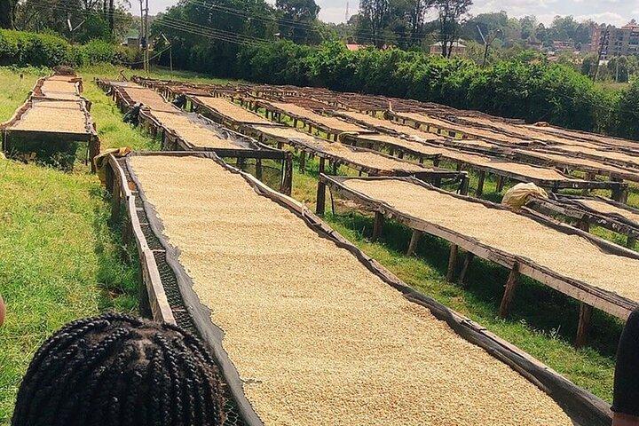 Half-Day Private Fairview Estate Coffee Farm Tour with Pick Up