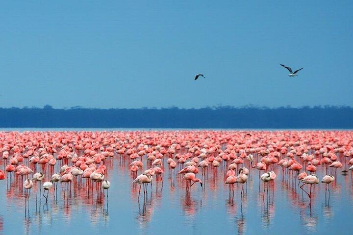 Day Tour to Lake Nakuru with optional boat ride in Lake Naivasha