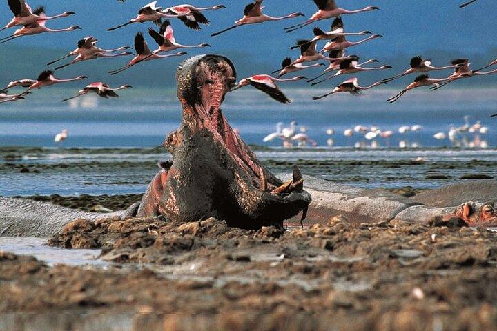 Day Tour To Lake Naivasha and Hell's Gate National Park