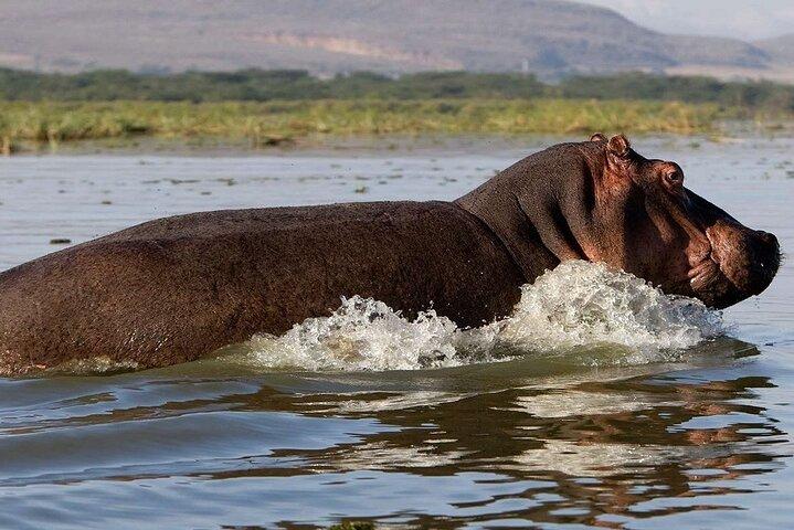 Day Tour to Lake Nakuru with optional boat ride in Lake Naivasha