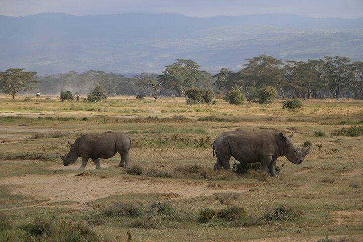 Full Day Private Tour to Lake Nakuru National Park