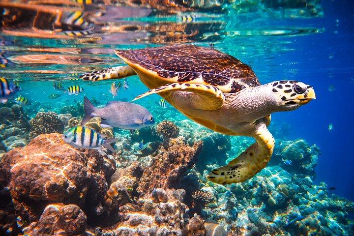 PADI Open Water course (5 Dives.3 Days)