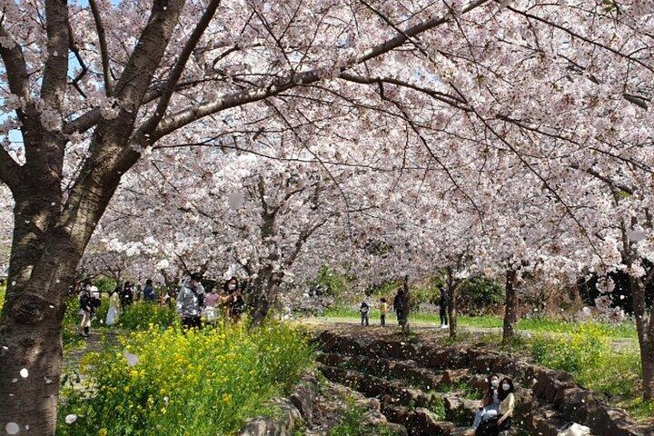 (Hotel Pickup Small Vip) JEJU Cherry Blossom West&South Tour