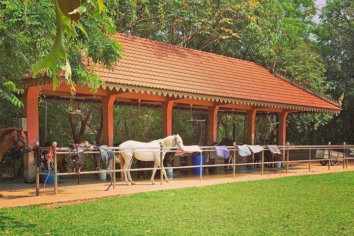 Siem Reap Happy Horse Riding Free Pick-up & Drop-off