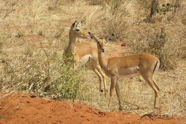 Day tour to Amboseli National Park and Maasai Village