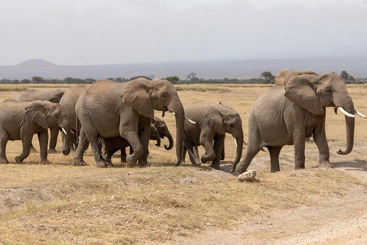 Day tour to Amboseli National Park and Maasai Village