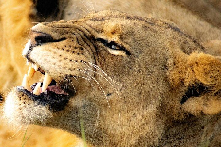 Day tour to Amboseli National Park and Maasai Village