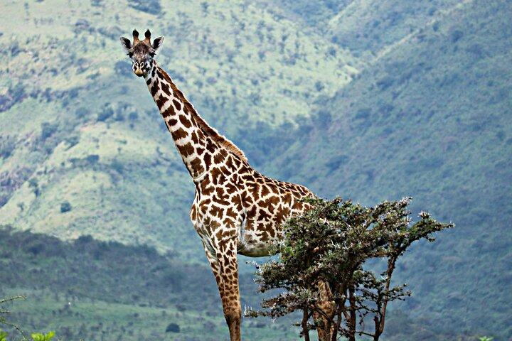 3 Days Serengeti And Ngorongoro Crater Outstanding Luxury Safari