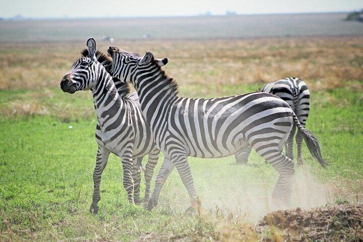 Affordable 4 Days Tanzania Private Mid-range Lodge Safari Tour