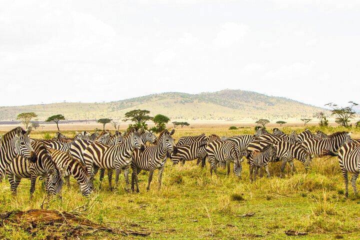 Affordable 4 Days Tanzania Private Mid-range Lodge Safari Tour