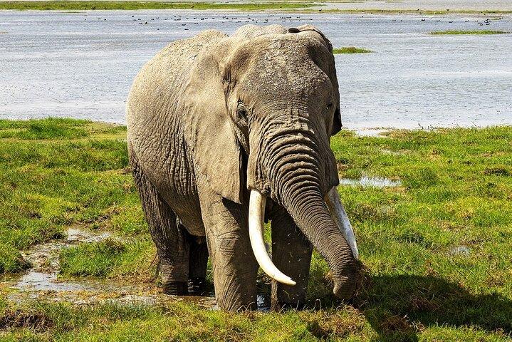 3 Days 2 Nights Safari to Amboseli from Nairobi