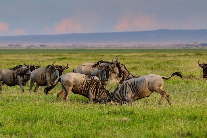 3 Days 2 Nights Safari to Amboseli from Nairobi