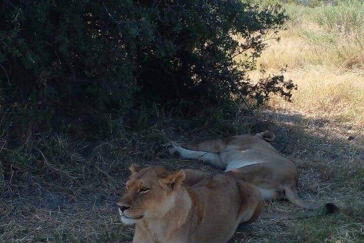 Chobe Day Trip