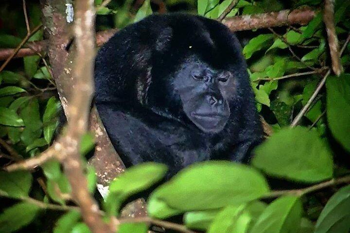 Monteverde Night Walk: Wildlife & Expert guide