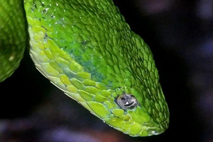 Monteverde Night Walk: Wildlife & Expert guide