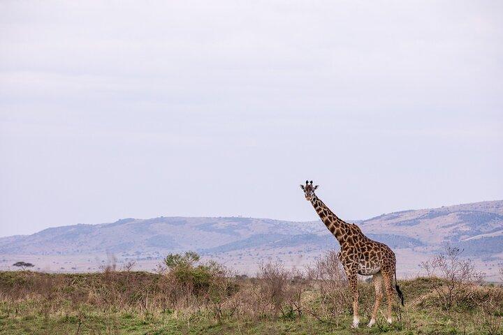 OVERNIGHT SAFARI to SALT LICK LODGE from Mombasa or Diani