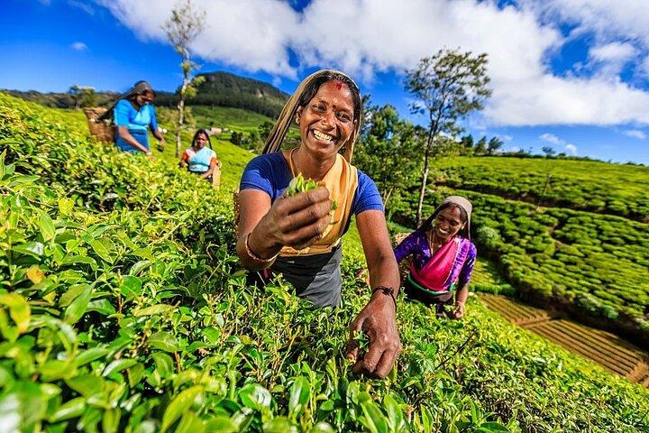 Nuwara Eliya Private Day Trip from Mirissa