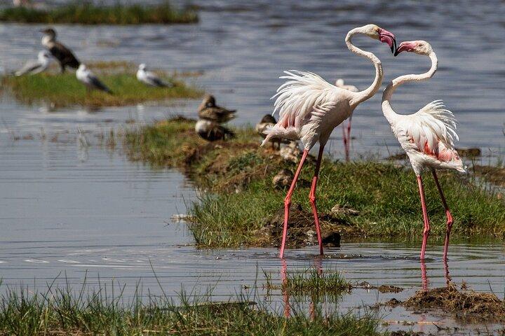 Full Day Private Tour to Lake Nakuru National Park