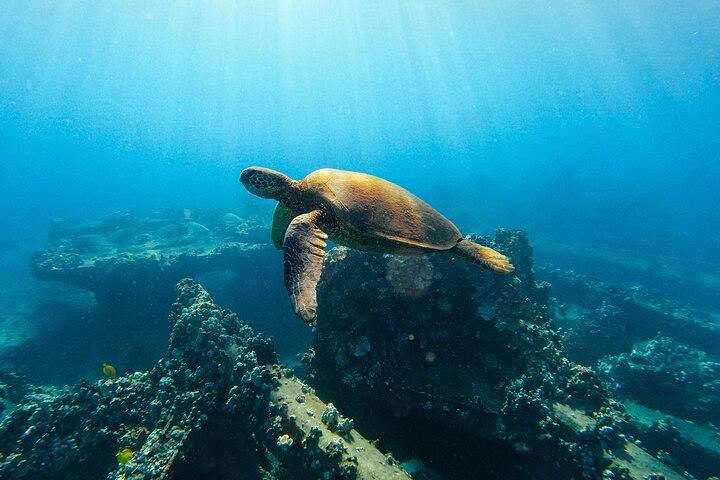 Lahaina Maui Sea Turtle Snorkel Sail Adventure w/Lunch & Open Bar