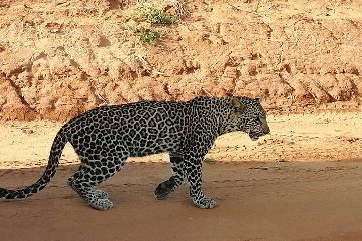 Day Tour to Tsavo East National Park from Mombasa or Diani