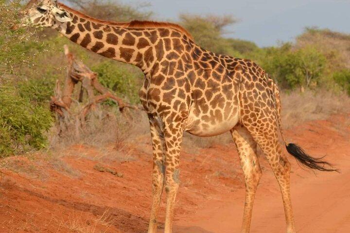 Day Tour to Tsavo East National Park from Mombasa or Diani