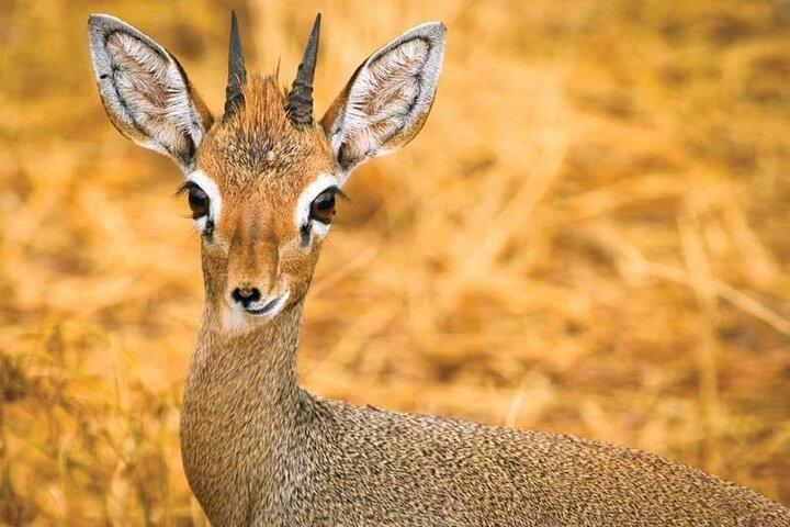 Day Tour to Tsavo East National Park from Mombasa or Diani