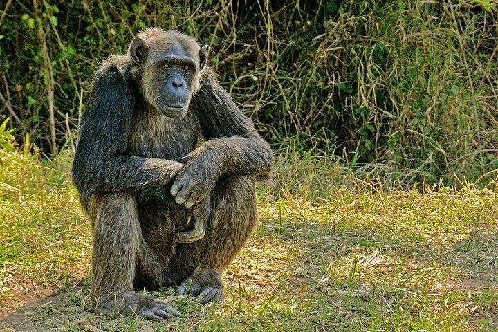 Full Day Private Tour Ol Pejeta Conservancy from Nairobi