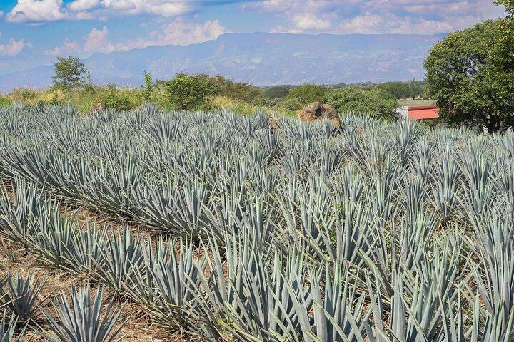 Tequila Premium Tour Destination Agave