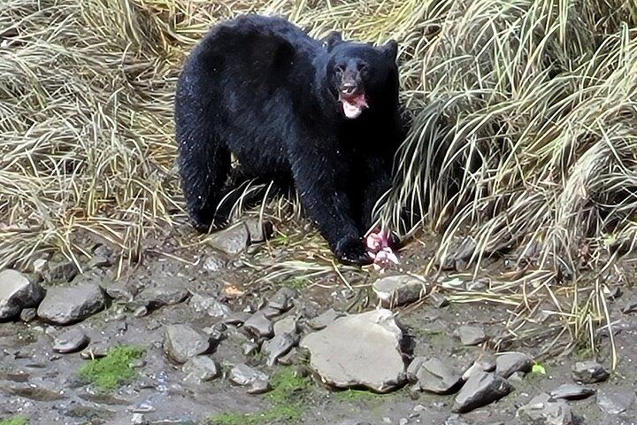 Alaska Wildlife Waterfall Tours