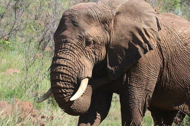 4X4 Addo Elephant National Park Safari from Port Elizabeth