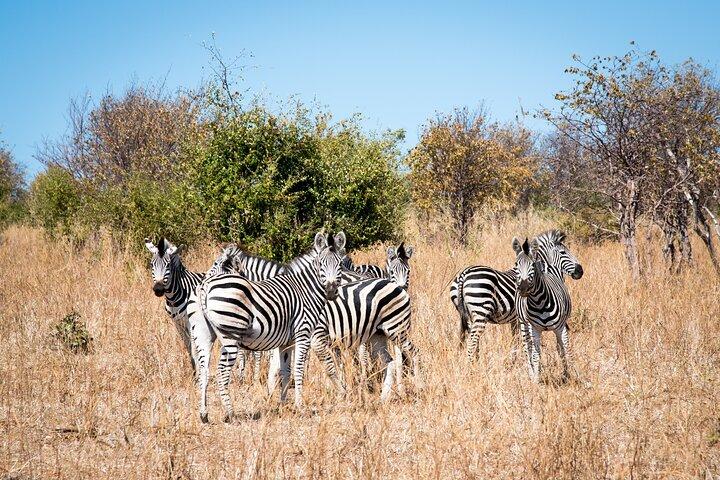 Mosi oa Tunya National Park Game Drive & White Rhino- Livingstone