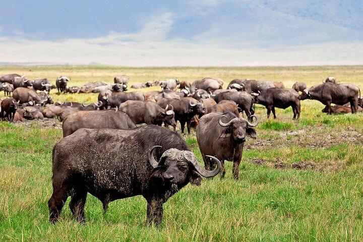 Full Day Guided Day Trip to Ngorongoro