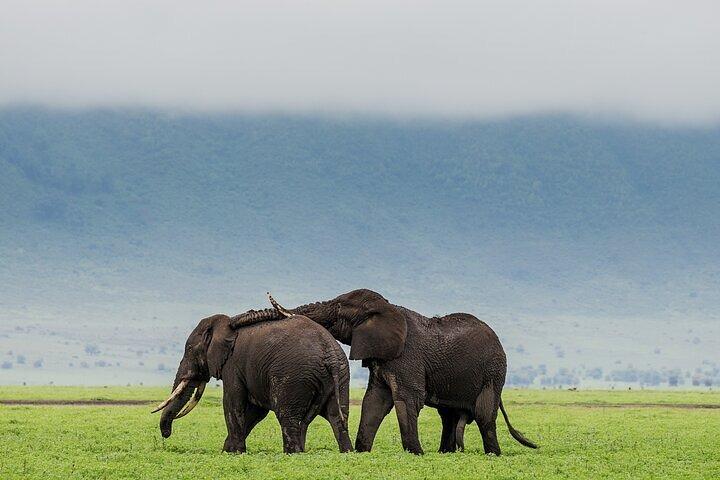 Full Day Guided Day Trip to Ngorongoro