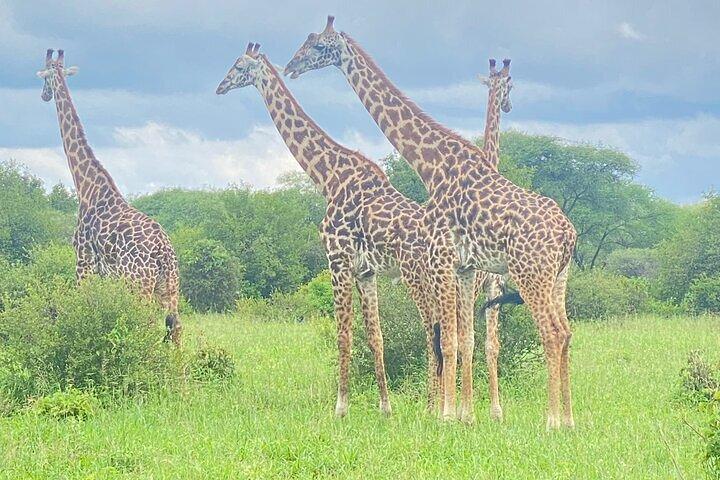 5 Days Exclusive Camping Adventure in Northern Tanzania