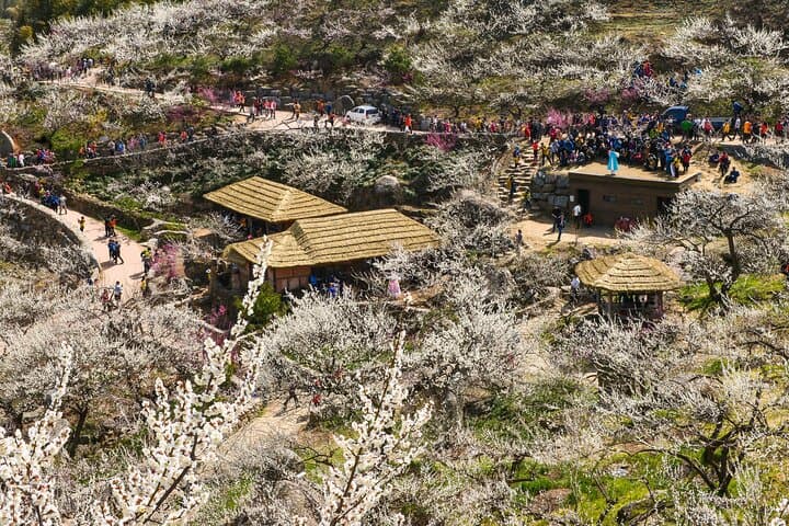 Seoul: Gwangyang Maehwa Flower & Jeonju Hanok Village 1 day trip