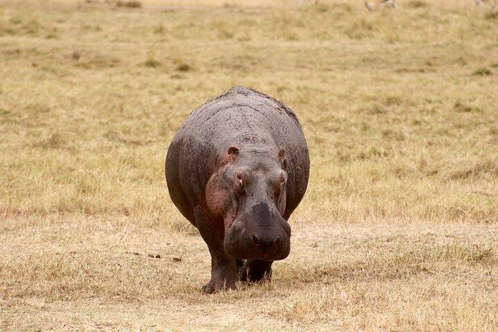 Best-Selling 4 Days Tanzania Private Mid-Range Safari Tour