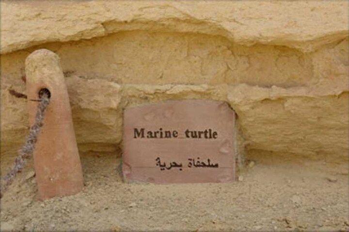 Day Tour to Fayoum from Cairo
