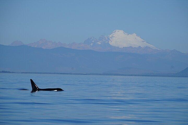 Guaranteed Whale Watching Tour