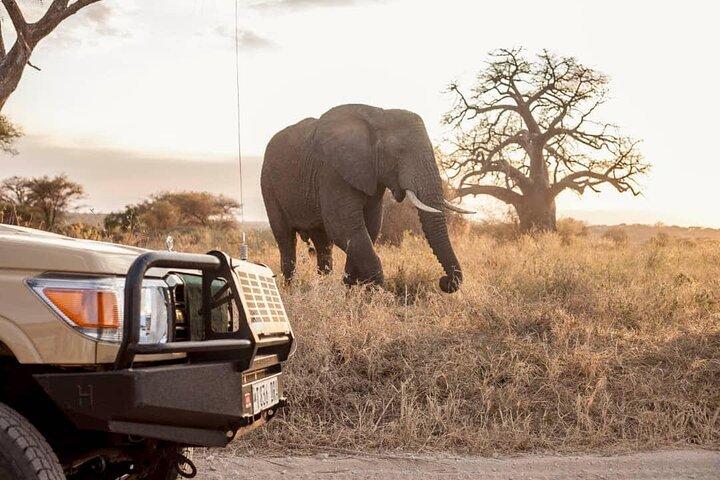 9 Day Tanzania Budget Camping Safari