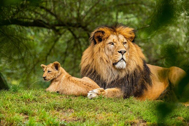 6 Days Kenya Tanzania Combined mid - range Safari