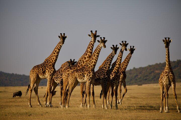 6 Days Kenya Tanzania Combined mid - range Safari