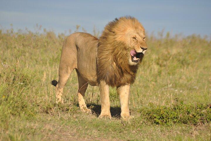 3 Days Amazing Masai Mara Safari
