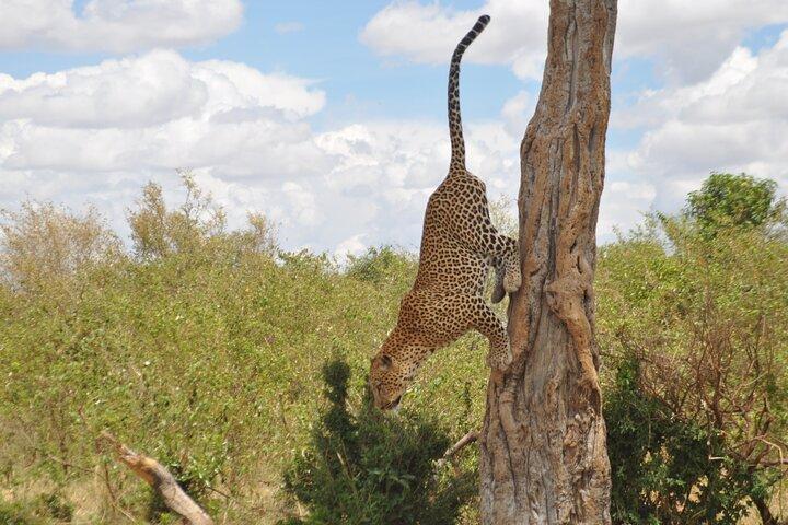 3 Days Amazing Masai Mara Safari