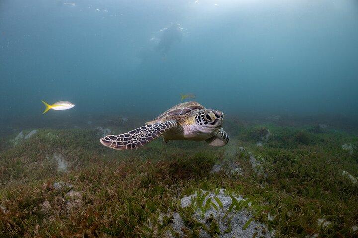 San Juan Snorkeling Tour with Fish and Turtles