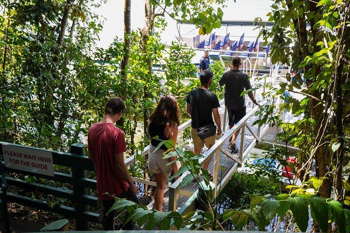 Afternoon Daintree Tour with River Cruise from Port Douglas